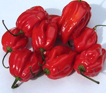 Caribbean Red Habanero