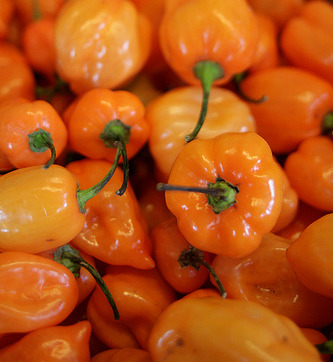 Habanero