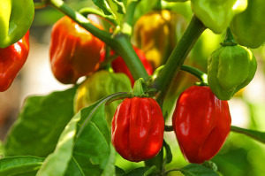 Red Savina Habanero