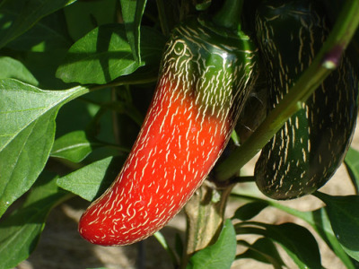 Ripe Jalapeno