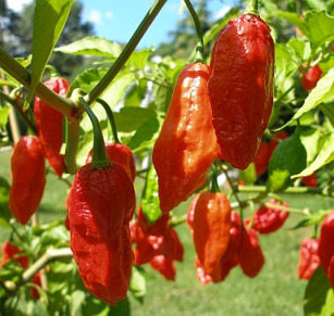 Bhut Jolokia Bhut Jolokia