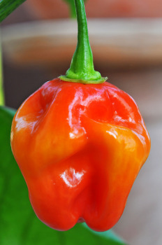 Red Savina